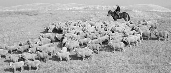 "Kuyuk" pedigree sheep breeding factory in Kazakhstan