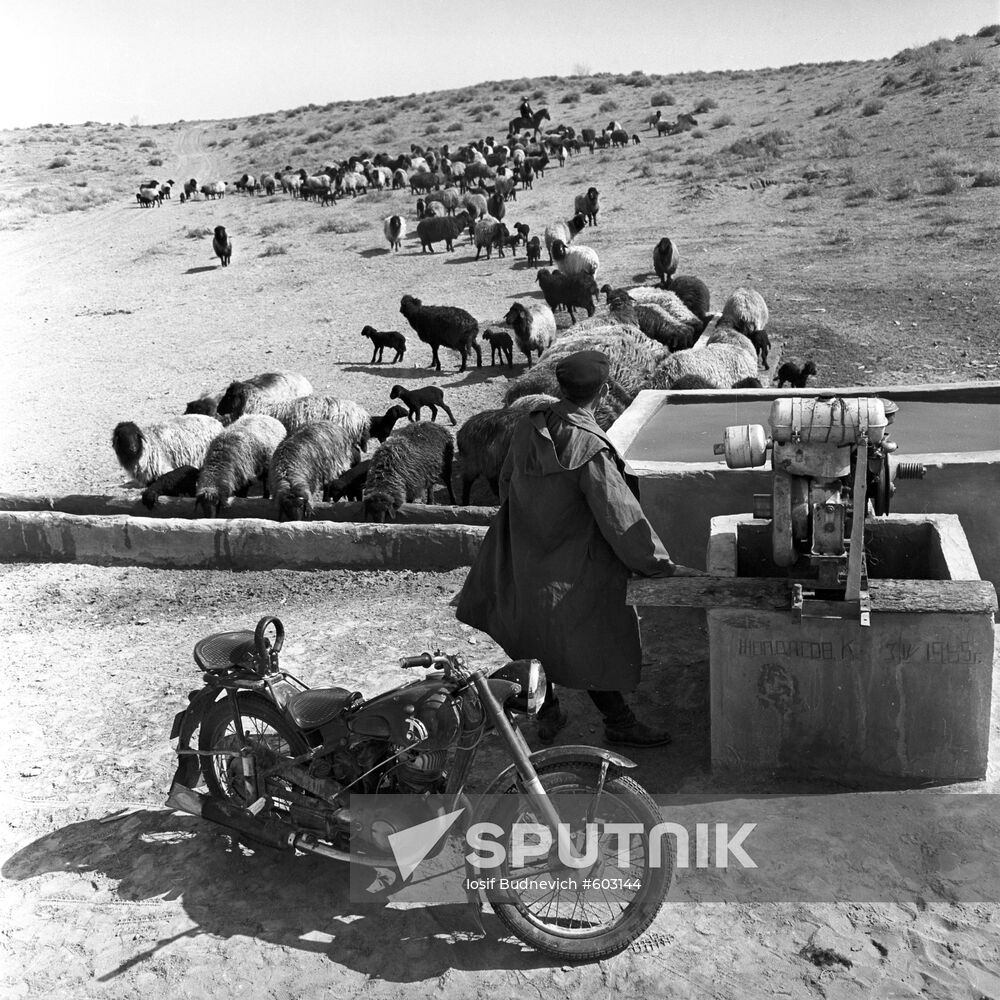 Bairkumsky state farm's herds of sheep