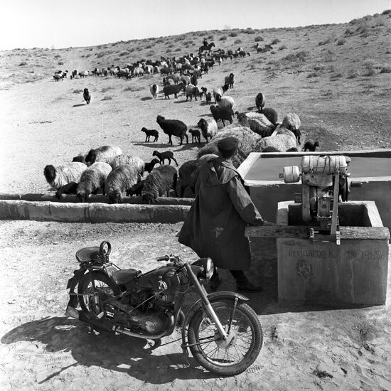 Bairkumsky state farm's herds of sheep