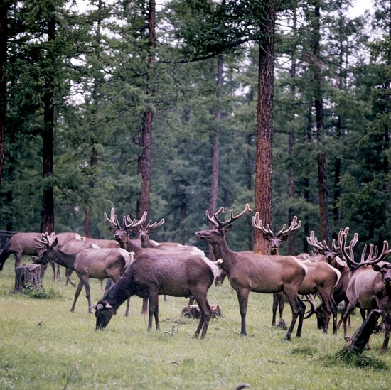 A Caucasian deer