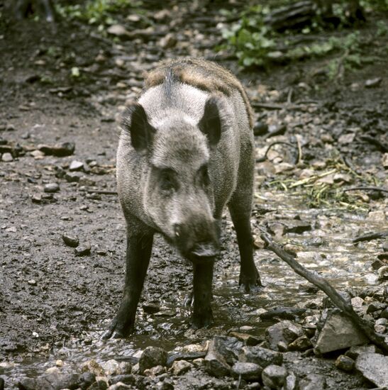 A boar