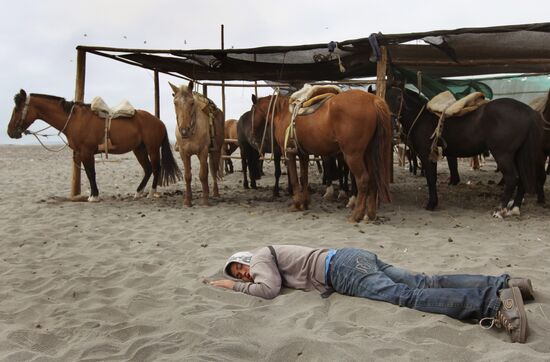 Horse rental