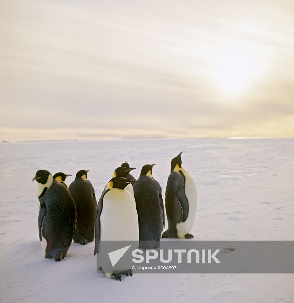 Emperor penguins