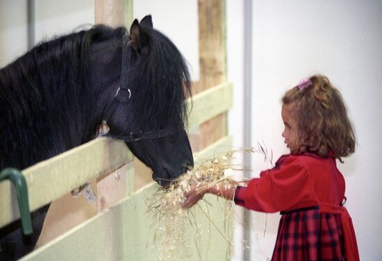 Girl feeds horse