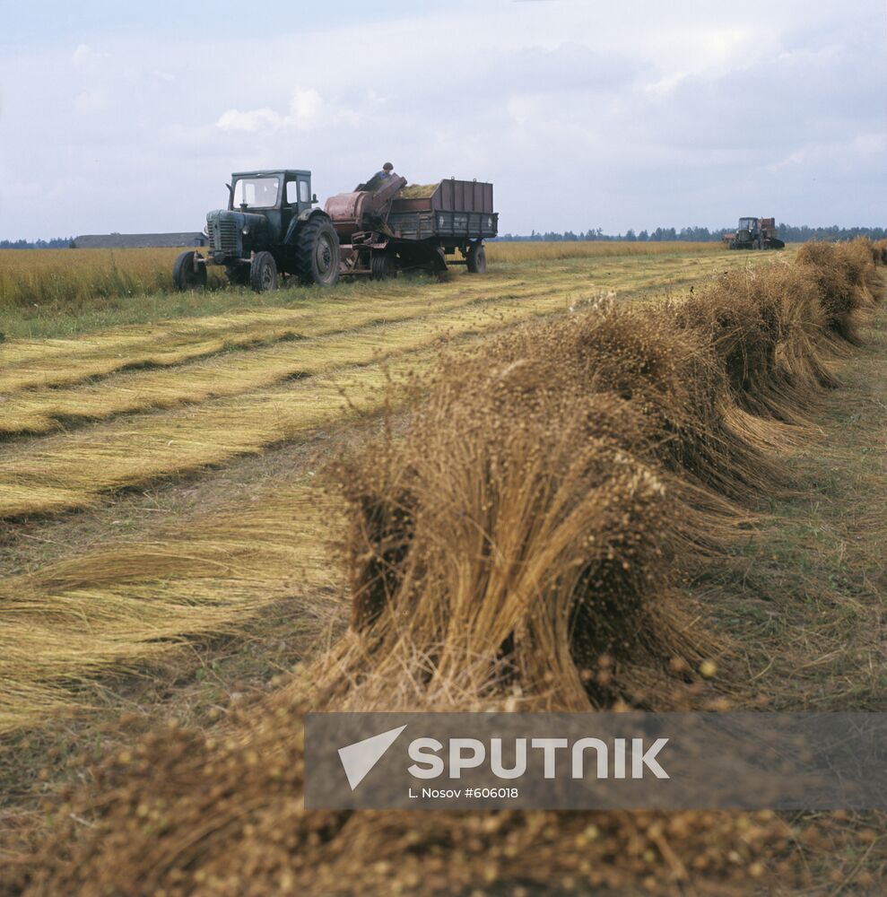 Flax harvest at Mir state farm