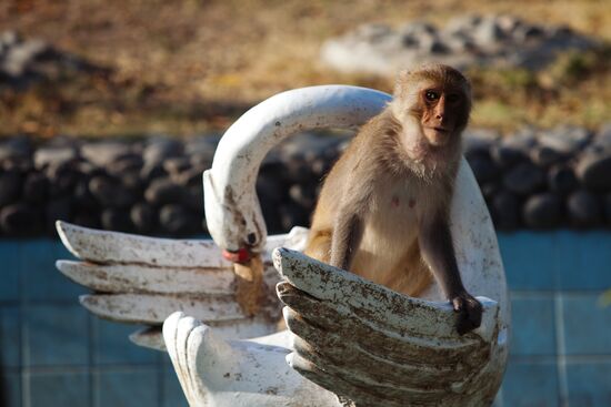 Monkey on Hon Lao island