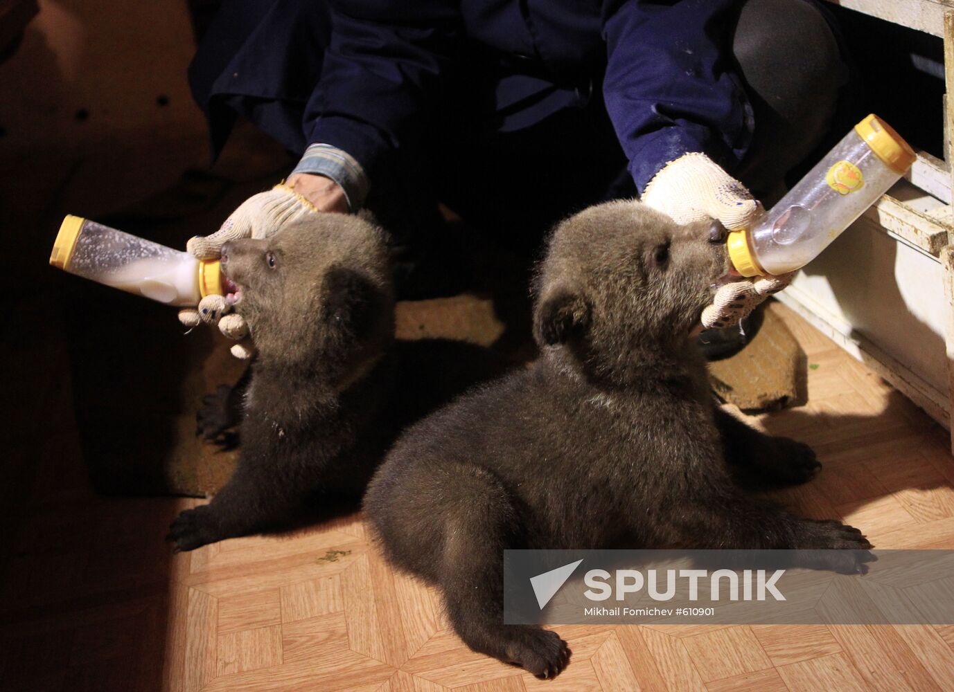 IFAW project on rehabilitation of orphaned bear cubs