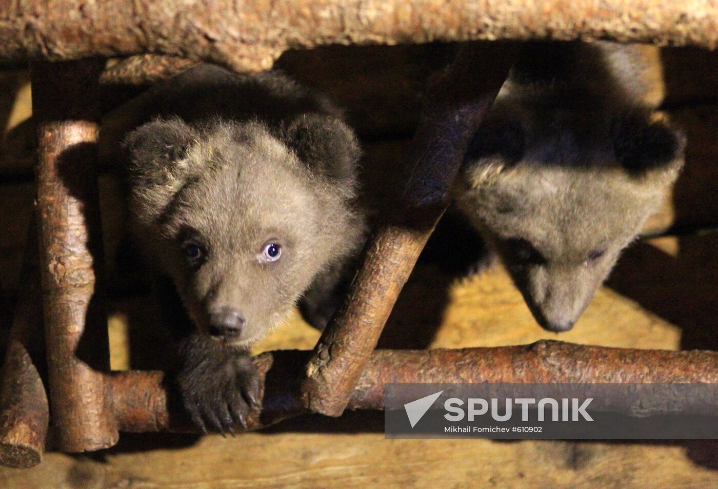 IFAW project on rehabilitation of orphaned bear cubs