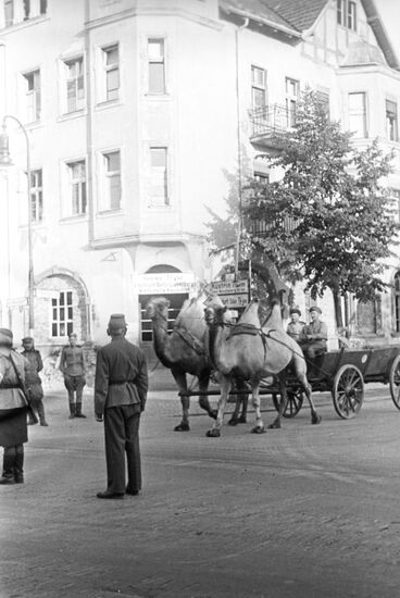 Camels which covered the distance from Stalingrad to Berlin