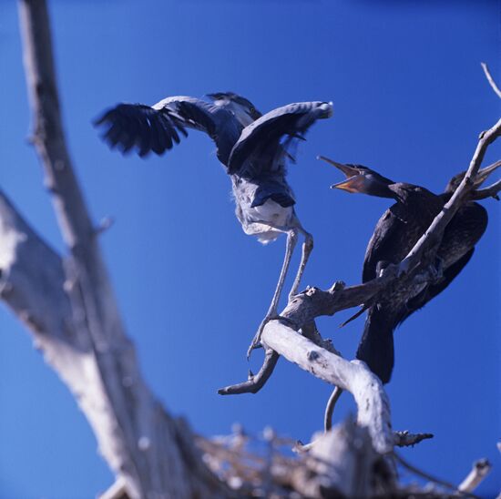 Feathered inhabitants at Astrakhan State Preserve
