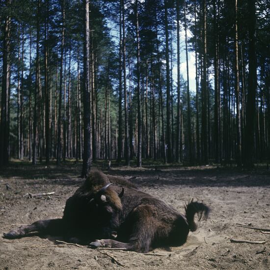 Berezinsky Biosphere Reserve