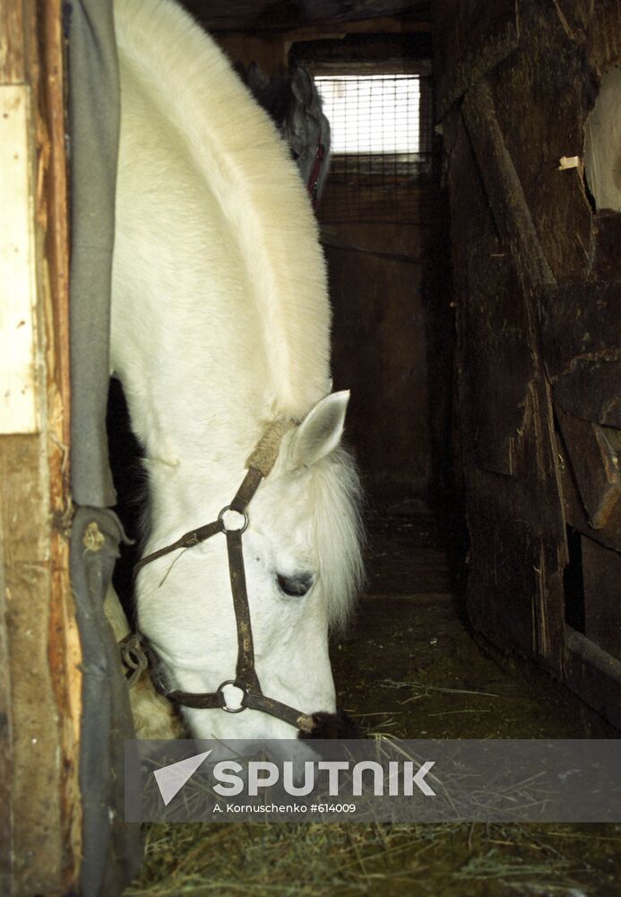 Nursery for old horses