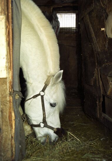 Nursery for old horses