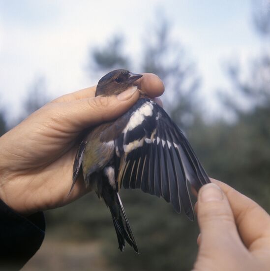 Fringilla biological station