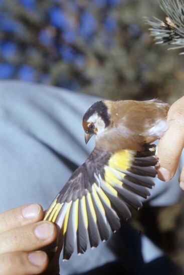 Fringilla biological station