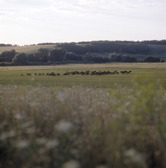 Pobeda collective farm