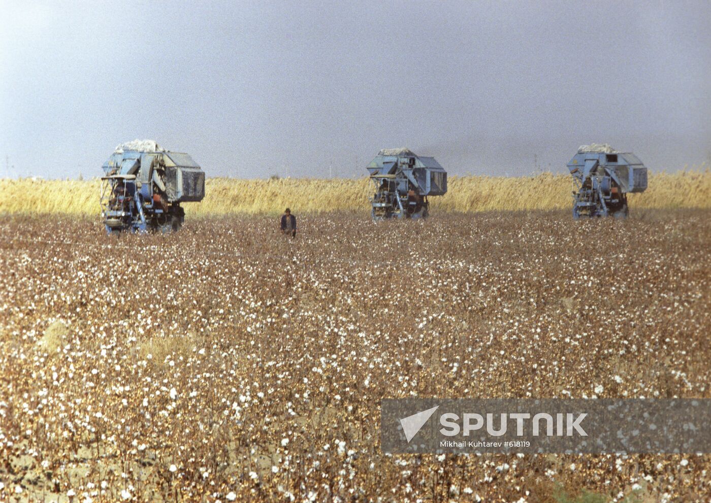 Harvesting cotton