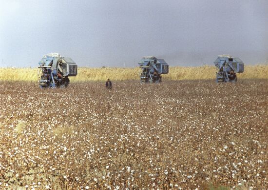 Harvesting cotton