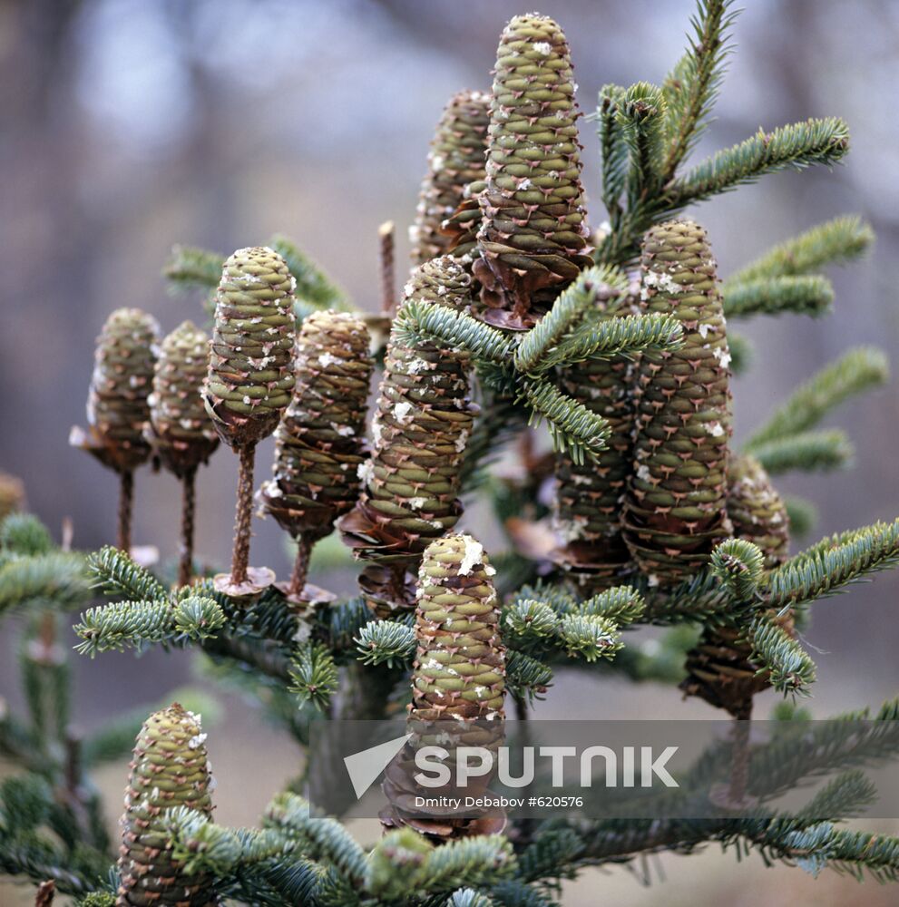 Fir cones