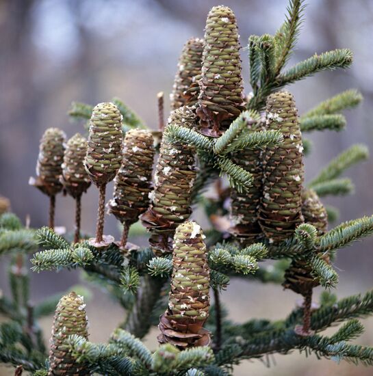 Fir cones