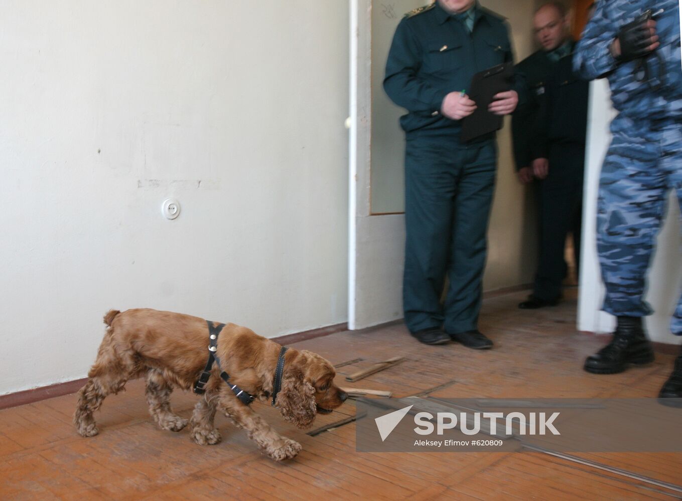 Dog Training Championships in Novosibirsk