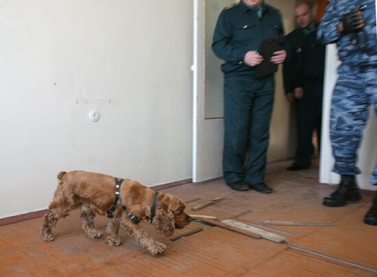Dog Training Championships in Novosibirsk
