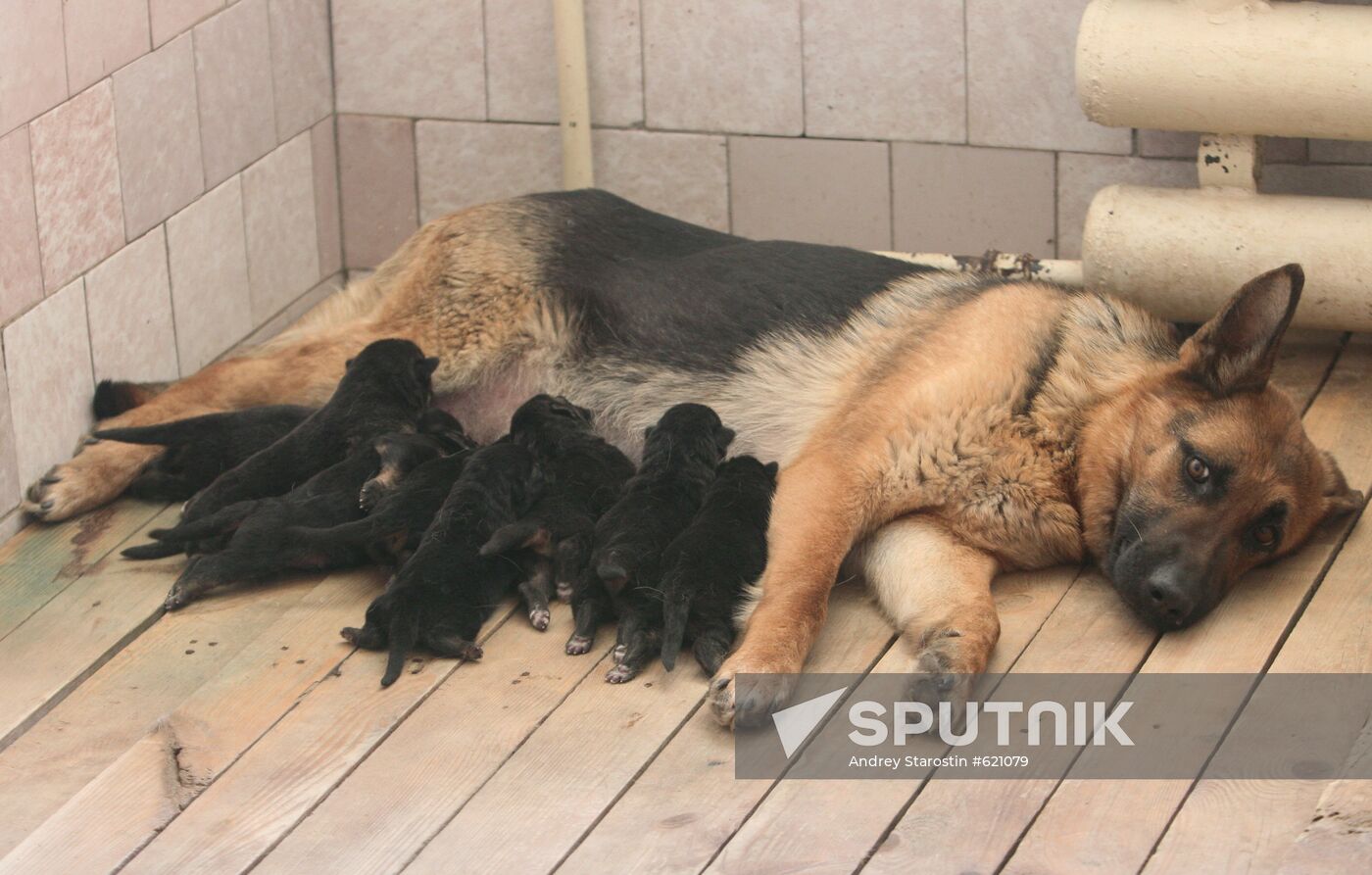 German shepherd with puppies