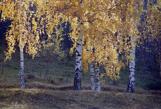 Golden fall