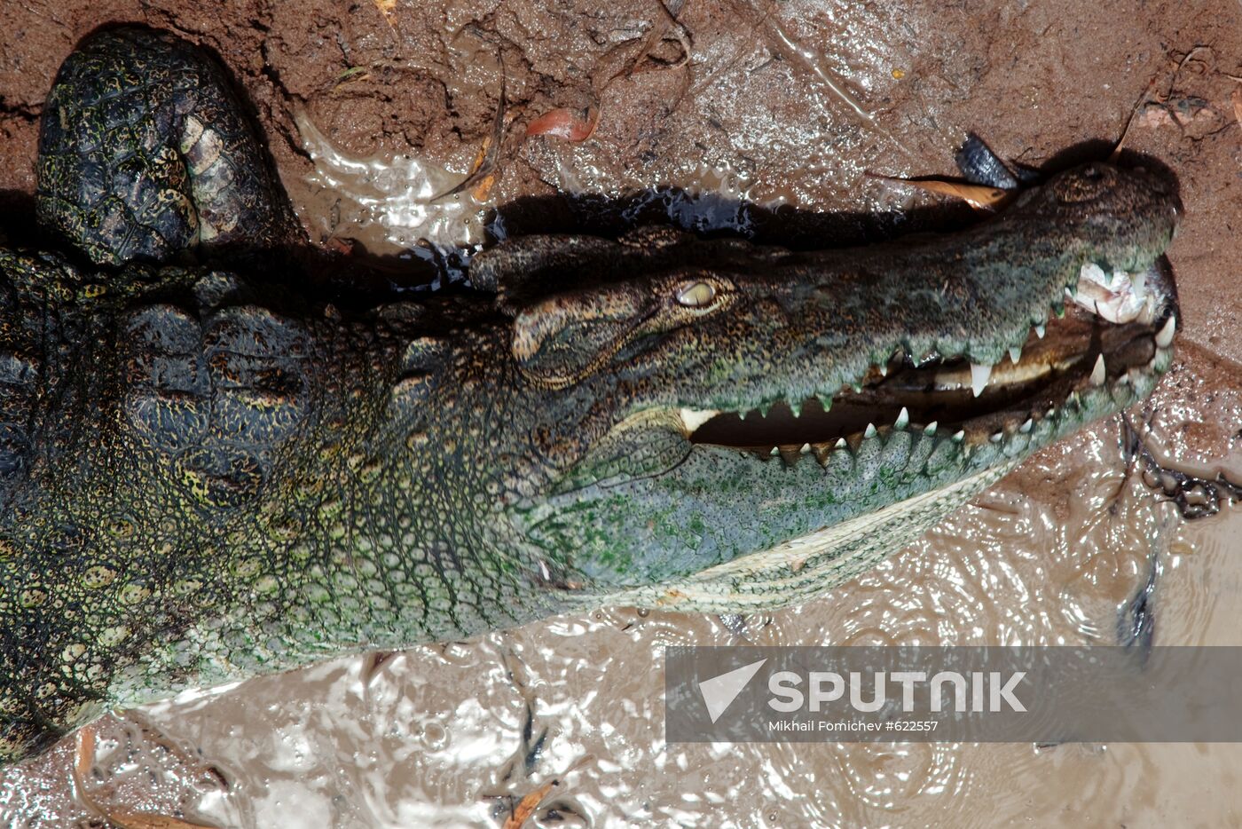 Crocodile at farm in Lin Taio