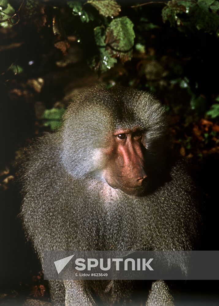 The Hamadryas baboon (Papio hamadryas)