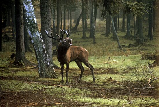 Red Deer