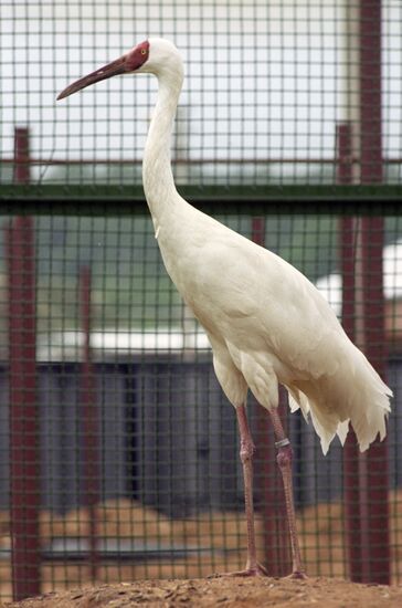 Siberian Crane