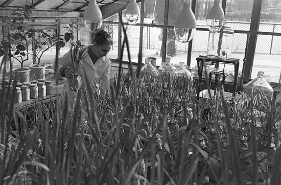 Hothouse