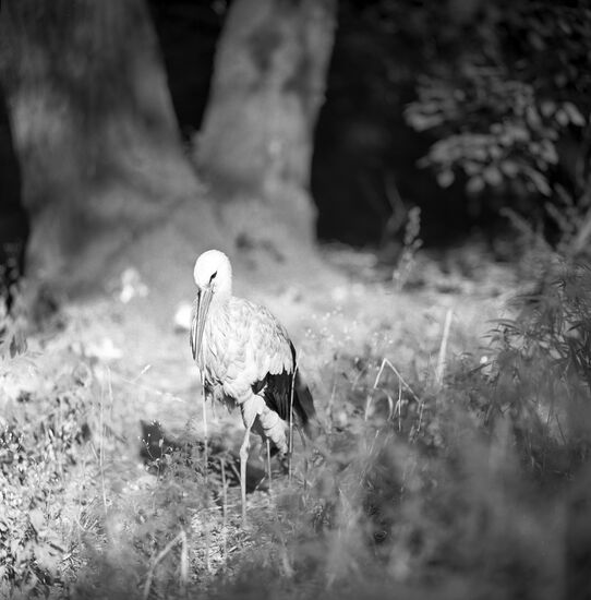 White stork
