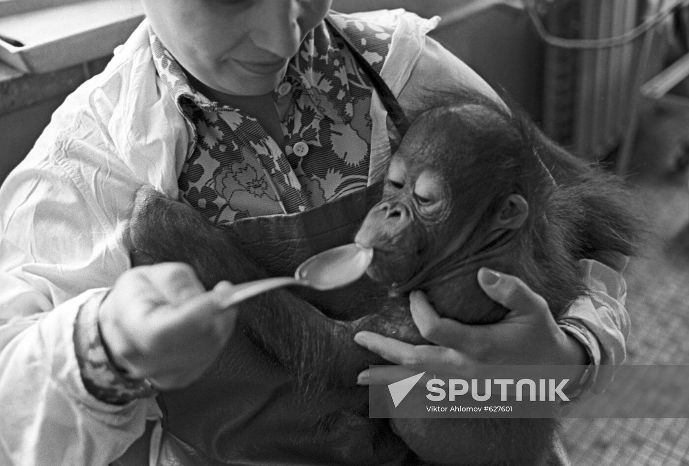 Feeding macaque