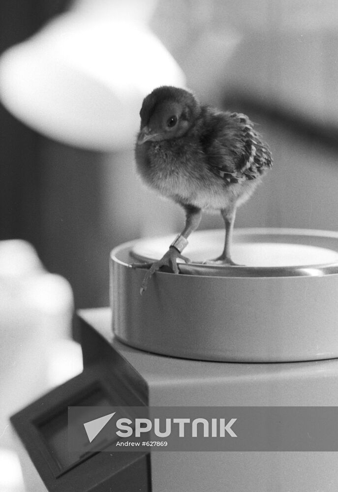 Golden pheasant chick
