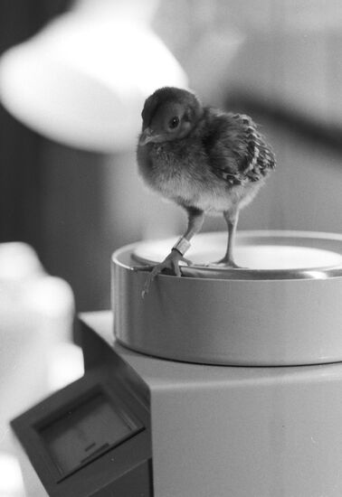 Golden pheasant chick