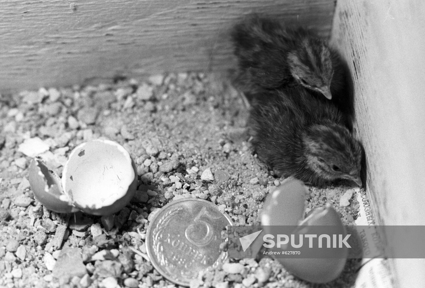 Blue quail chicks