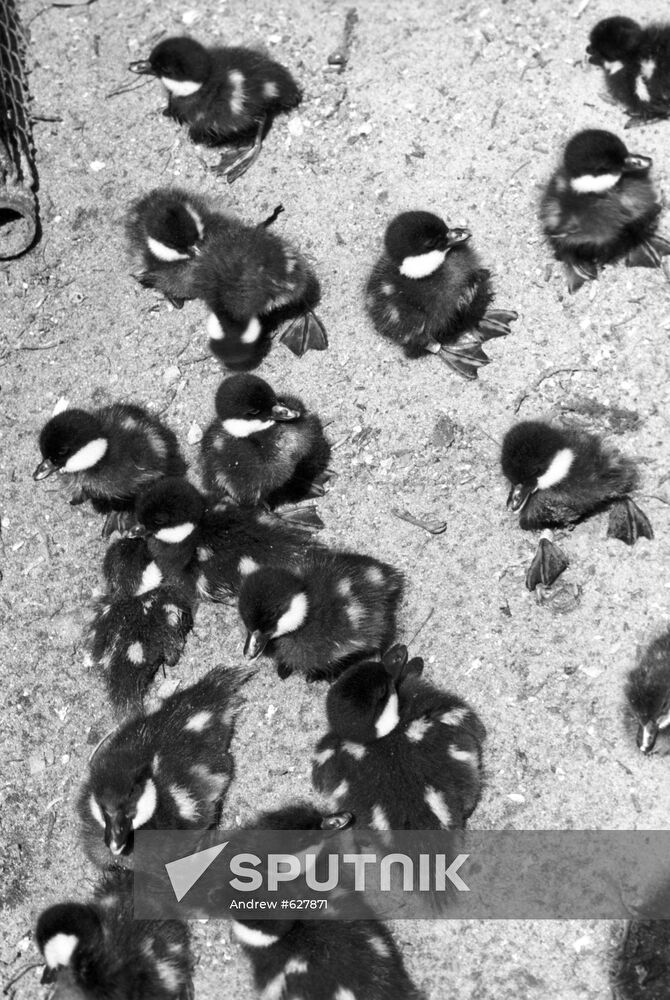 Wild forest goldeneye chicks