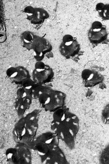 Wild forest goldeneye chicks