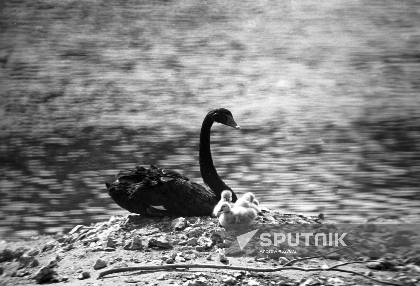 Australian black swan and its brood