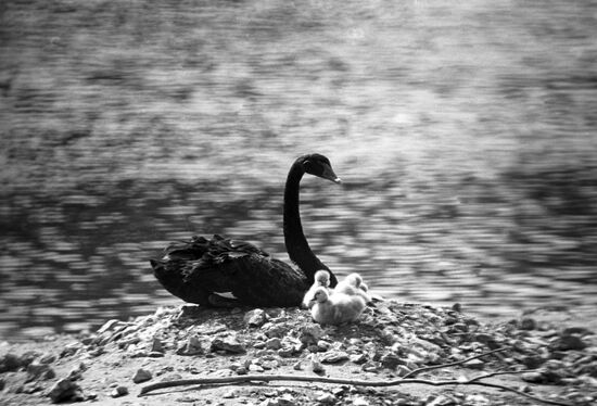 Australian black swan and its brood