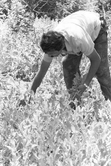 Police officers are destroying opium poppy crops