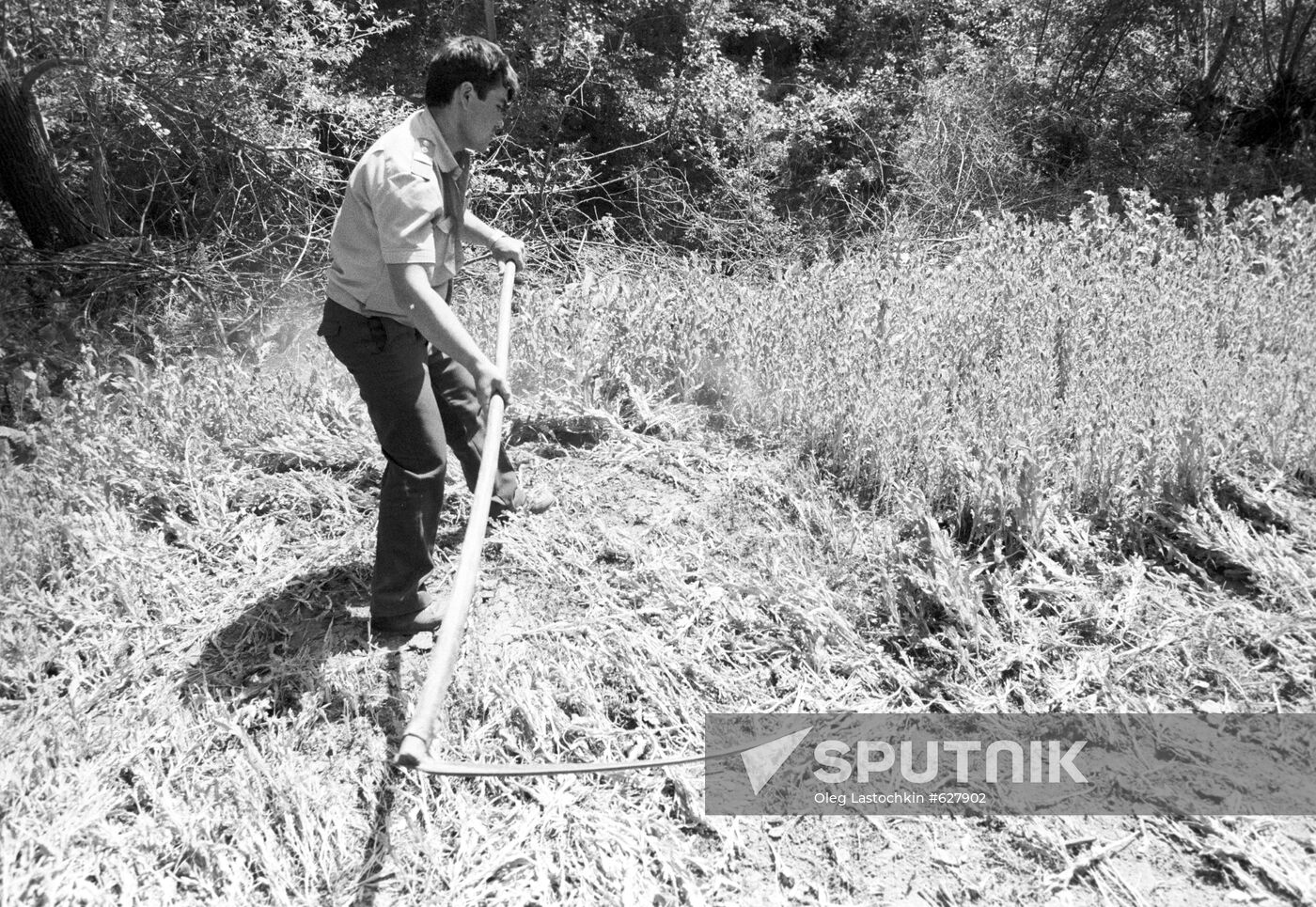 Police officers are destroying opium poppy crops