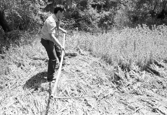 Police officers are destroying opium poppy crops
