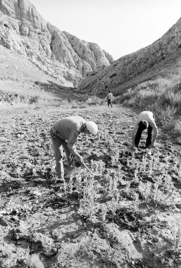 Police officers are destroying opium poppy crops