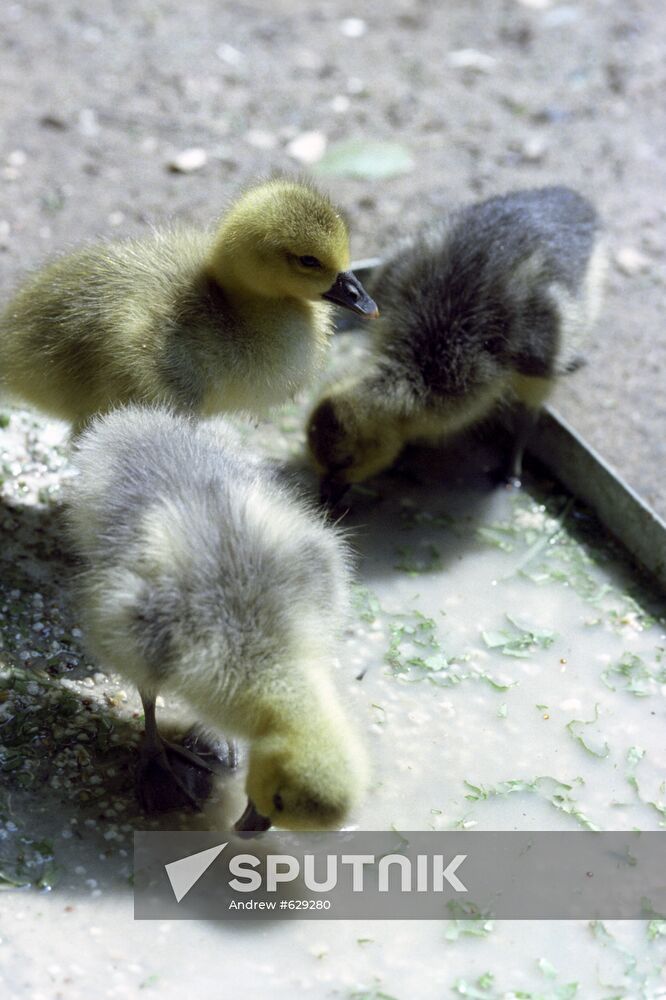 Goslings from the Wrangel island