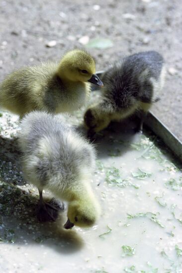 Goslings from the Wrangel island