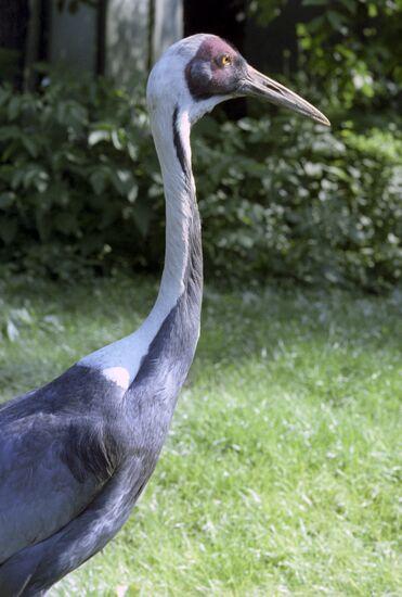 White-naped Crane