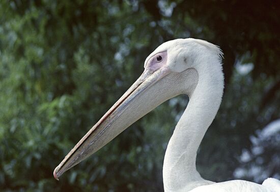 European white pelican